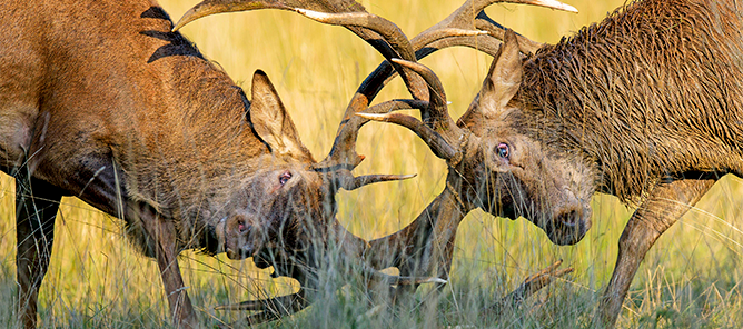 Foto: picture alliance/imagebroker